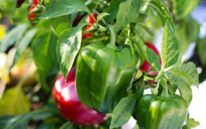 Paprika termesztése és fajtái