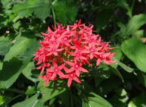 Pentas lanceolata