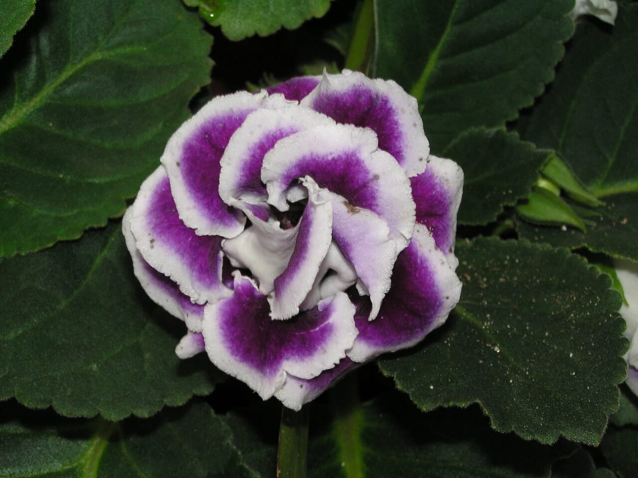 gloxinia gondozasa