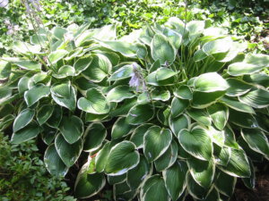 Francee Hosta