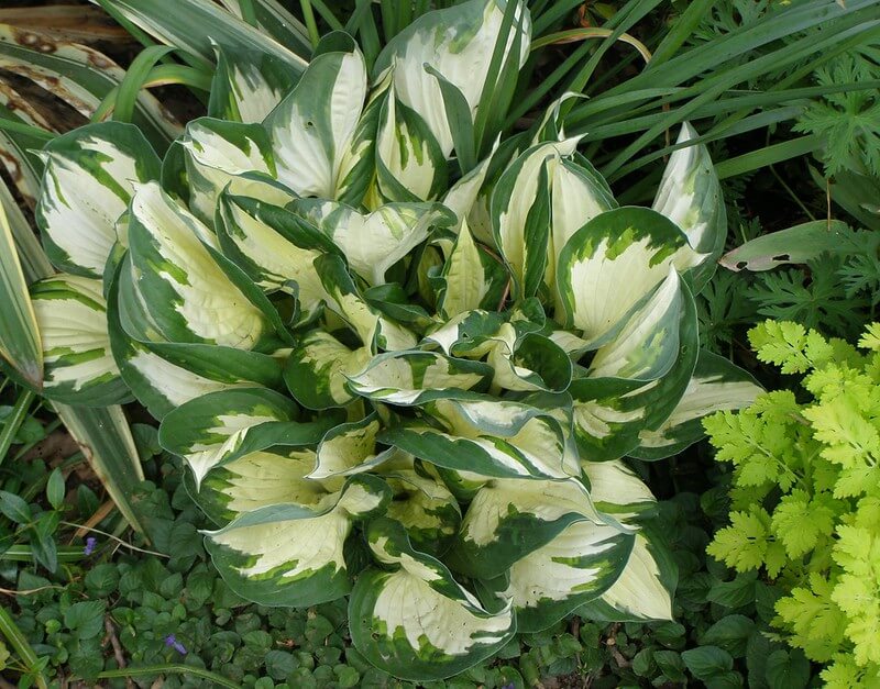  Hosta Fire and Ice