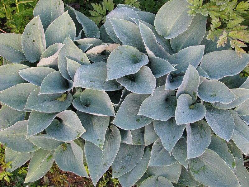 Hosta ’Halcyon’