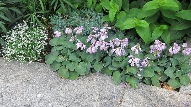 Hosta blue mouse ears